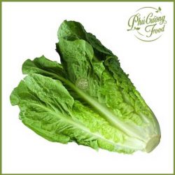 Xà lách Đà Lạt